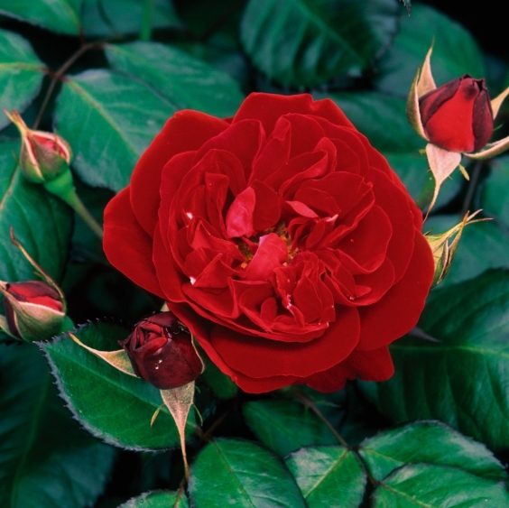5 сортов роз, которые не требуют большого ухода