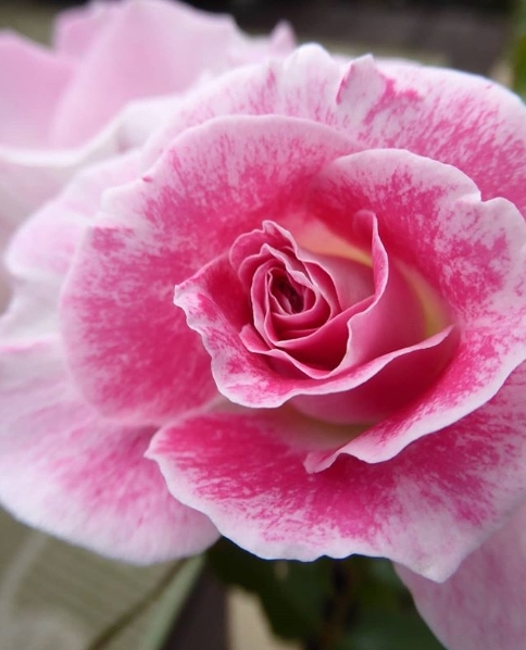5 сортов роз, которые не требуют большого ухода